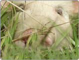 Landwirtschaftliches Zubeh&ouml;r gleich online bestellen